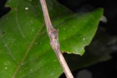 Austrocarausius coronatus