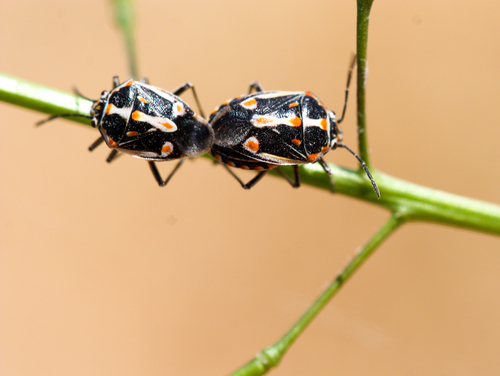 Bagrada Bug photo 3
