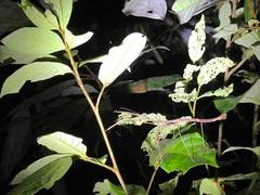 Austrocarausius coronatus