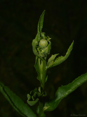 Leptostelma maximum