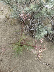 Lomatium geyeri