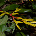 Vriesea rodigasiana - Photo (c) Liu Idárraga Orozco,  זכויות יוצרים חלקיות (CC BY-NC), הועלה על ידי Liu Idárraga Orozco