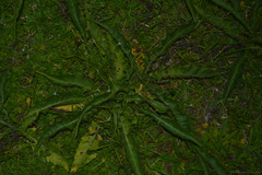 Leptostelma maximum