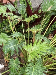 Thaumatophyllum xanadu