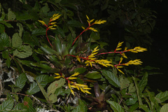 Vriesea rodigasiana