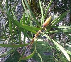 Melaleuca linearis linearis