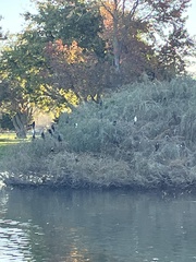 Microcarbo melanoleucos brevirostris