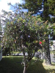 Melaleuca linearis linearis