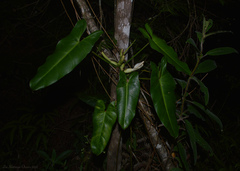 Philodendron appendiculatum