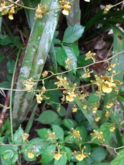 Oncidium sphacelatum