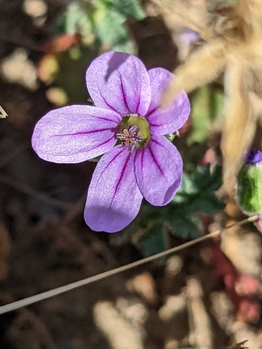 iNaturalist observation photo of Mediterranean Stork's-bill