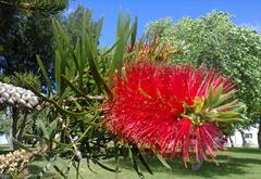 Melaleuca linearis linearis
