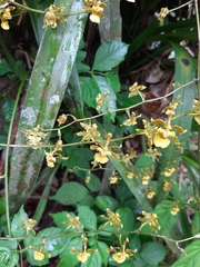 Oncidium sphacelatum