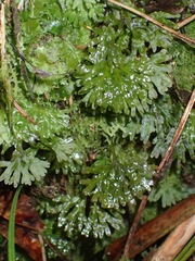 Hymenophyton
