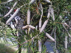 Melaleuca linearis linearis