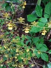 Oncidium sphacelatum