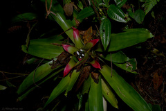 Nidularium innocentii