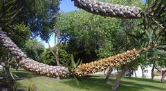 Melaleuca linearis linearis