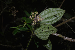 Miconia australis