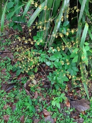 Oncidium sphacelatum