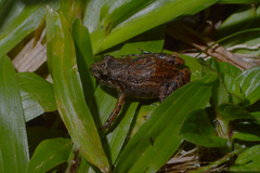 Santa Catarina Tropical Bullfrog photo 2