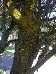 Melaleuca linearis linearis