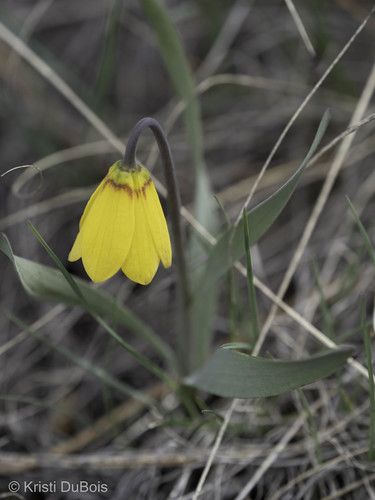 iNaturalist observation 2022-04-30