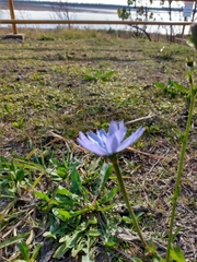 Cichorium intybus
