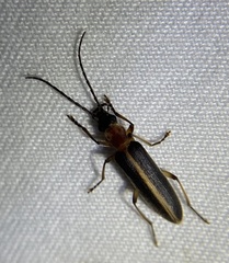 Oxycopis