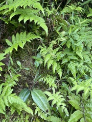 Platanthera stenoglossa