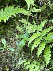 Platanthera stenoglossa