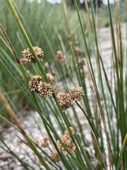 Juncus gregiflorus