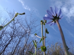 Cichorium intybus