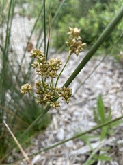Juncus gregiflorus