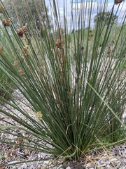 Juncus gregiflorus