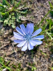 Cichorium intybus