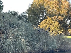 Microcarbo melanoleucos brevirostris