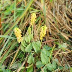Eriosema parviflorum