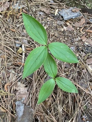 Trillium catesbaei