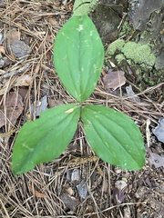 Trillium catesbaei