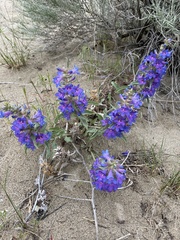 Penstemon acuminatus