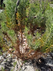 Athanasiinae
