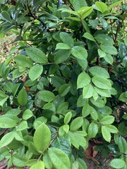 Magnolia figo