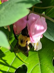 Bombus griseocollis