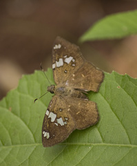 Celaenorrhinus similis