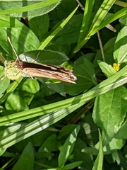 Junonia oenone oenone