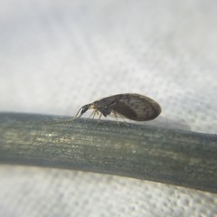 Sympherobius occidentalis