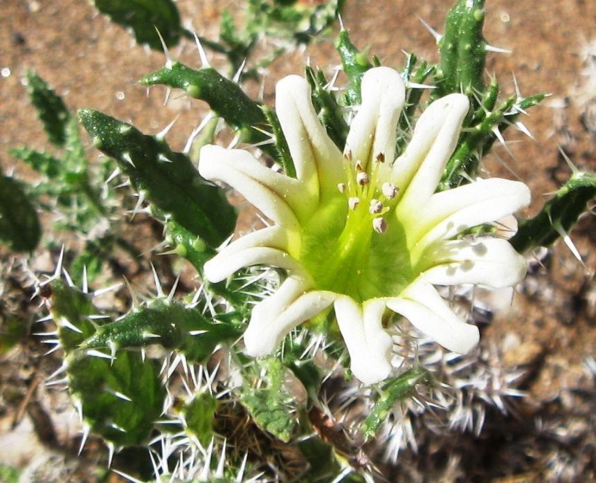 Codoneae