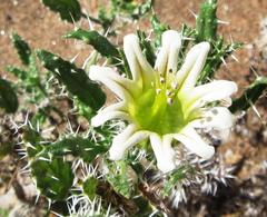 Codon royenii