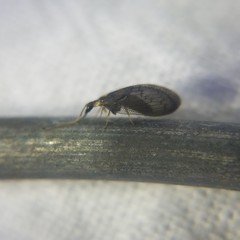 Sympherobius occidentalis